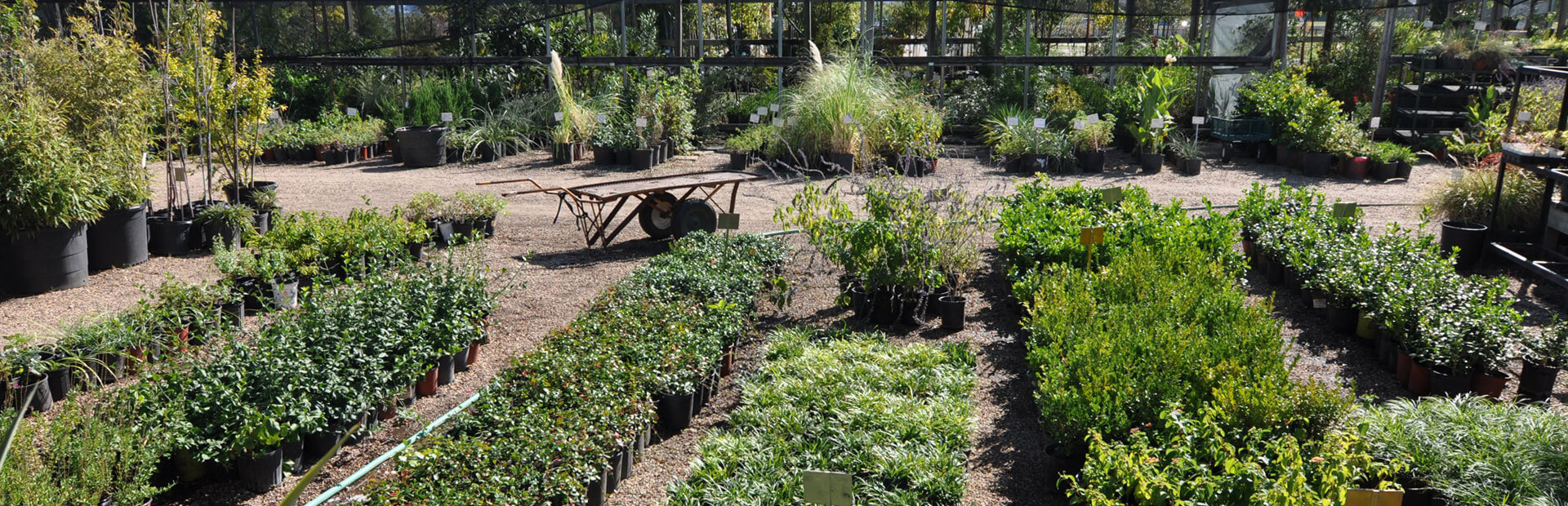 Landscaping - Lantana, Bartonville, Double Oak