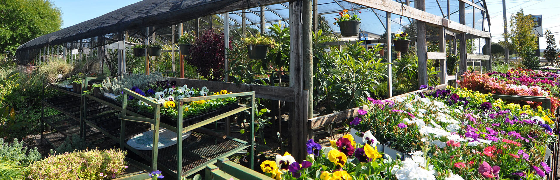 Best Plant Nursery, North DFW